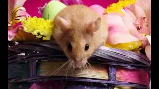 Cute Animal Wallpaper Slideshow [www.TheWallpaperStock.com]