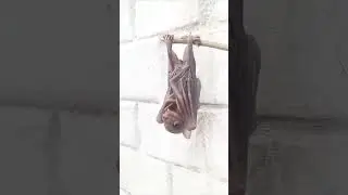 #bat #shorts #ytshorts #ashortaday #babybat #shortvideos #bat🦇 #microbat #nature #wildlife