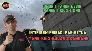 Luar biasa gedung walet Pribadi Milik Pak Ketua Andi Sufar yg ke 3 umur 20 bulan panen 1 kilo 7 ons