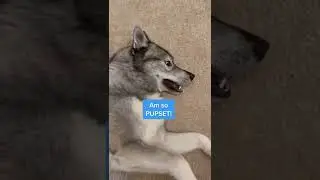 Other dog touched my fizbee!