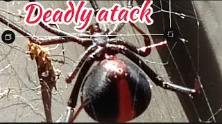 Redback spider 🕷️ attacks whitetail spider 🕷️