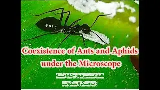 Coexistence of ants and aphids under a microscope
