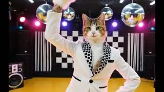 Cat Lovers dance follow and like for more content 😍&hearts;️