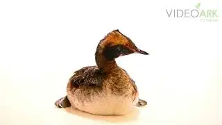 A horned grebe (Podiceps auritus cornutus) at the International Bird Rescue Center in San Pedro, CA.