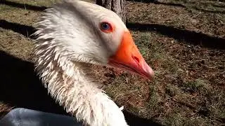 Goose in the bath. Gąsior po kąpieli 😉 Gęś.
