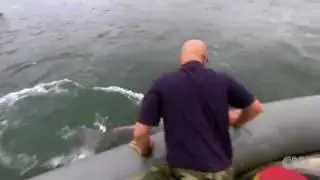 Animal Cruelty: U.S. Navy Train Dolphins to Detect Mines