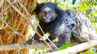 MACACO SAGUI MICO ESTRELA RESPONDENDO AO MEU ASSOBIO CHAMANDO VOCALIZANDO!!!