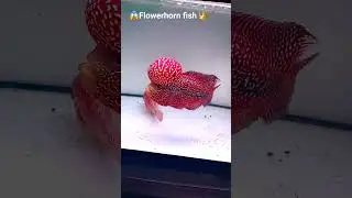 😱Beautiful Flowerhorn Fish 🐟 Powerful King of Aquarium Flowerhorn Care & Growth&rdquo;👑#viralvideo #Shorts