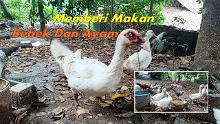 Memberi Makan Bebek Manila/Entok Dan Ayam Arab