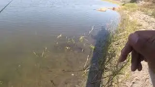Ufo bait 🛸 cast to catch