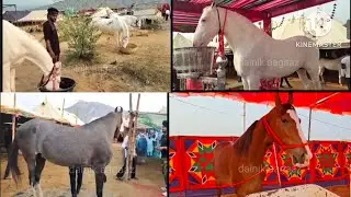 Ajmer: Horses worth crores reach Pushkar