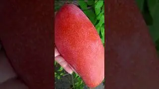 Mango plant nursery | New Suhana Nursery | Mango Tree | #Mango #Nursery #mangoplant