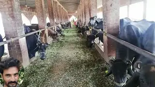 Okarra buffalo farm || Nojawan ki apnay pesha me kamal makharat || Dairy farming in okarra