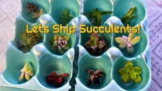 An Easy Way To Ship Succulents!