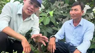 Mận Hồng MST của a An và sự chia sẽ về cách chăm sóc và giá trị của Mận…
