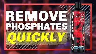 The Easiest Way to Drop Phosphates FAST in Your Reef Tank