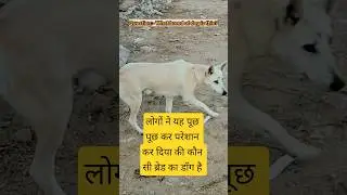 Dogs Breed| Dog viral videos| latest dog breeds #youtube #shortsfeed #shorts #dog #doglife #breeding