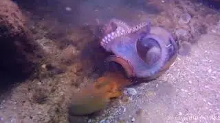 two octopuses fighting for a territory