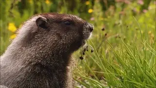 Beautiful wild life - Windows 7 - All Good In The Wood