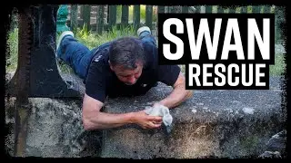 (a poorly filmed) Swan Rescue