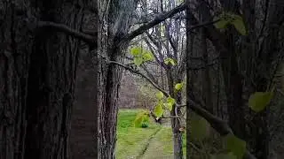 Spring is here! #outdoors #nature #spring #getoutside #adventure #shorts #frontiersurvival
