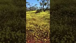 Amazing Wild Flowers Season in Perth 2021
