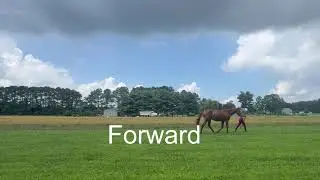 The Walk: The Foundation of Your Horse&rsquo;s Health