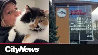 24/7 animal ER in North Vancouver is closing