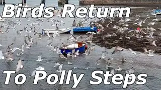 Seabirds Are Returning To Polly Steps - Teignmouth - 12/12/22