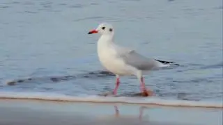 Gaivota Maria Velha (Chroicocephalus maculipennis)