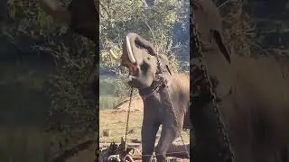Angry Elephant #shorts #elephant #elephants #angryelephant #animalhillock