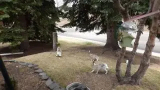 White tailed jack rabbits fight for female. Calgary.