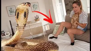 ENTRA UNA SERPIENTE EN MI CASA Y ME ATACA! ME MUERDE! PASO MUCHO MIEDO VAMOS AL HOSPITAL