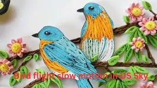 birds flying, birds in flight, bird flight slow motion, nature video bird watching, bird migration