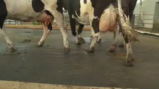 Eerste diervriendelijke Koeientuin in Groenlo.