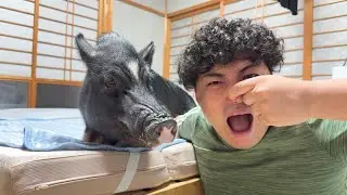 ブタを飼ってみて一番驚いたのは「匂い」でした。