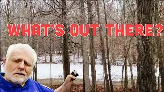 From Shop to Swamp: Deer in My Backyard!