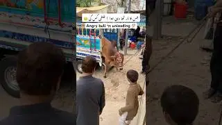 Angry bull out of control 😱 Cow unloading 🐂 #shorts #youtubeshorts #cowunloading #angrybull