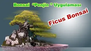 #Penjin  Ficus Benjaminden Penjin Uygulaması 