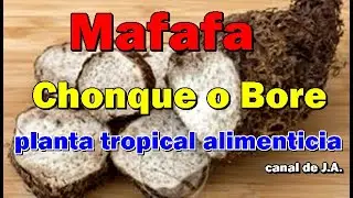 Mafafa, Chonque o Bore - planta tropical alimenticia