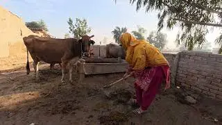 Desi Woman Cleaning Buffalo Place | Daily Village Farm Work #animals #animallife