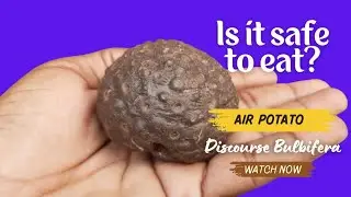 Bitter Yam || Air Potato Ke Fayde || Incredible Health Benefits of Air Potatoes