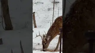 Whitetail Buck Stops By In The Freezing Snow! #nature #wildlife #bucks