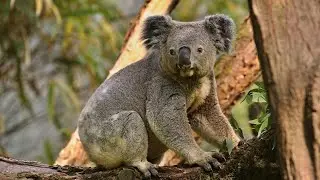 The Koala Bear - 5 Things People May Not Know About Them