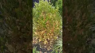 The fastest way to kill a plant #plants #youtubeshorts #shorts