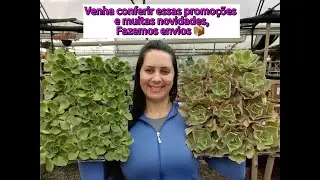Live Tube somos de Joinville SC. ÁLBUM NOVO, Válido ate 07/06/25 ou enquanto durarem estoque.