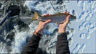 Tiger Trout