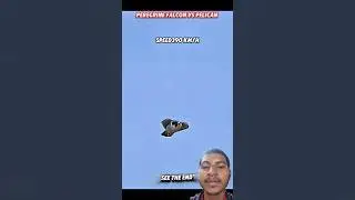 peregrine falgan speed 380km  Animals 💯🤬 #shorts