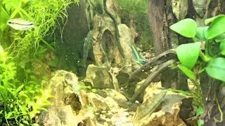 Stiphodon goby breeding behaviour in aquarium