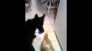 WhatChaGot Dingo??